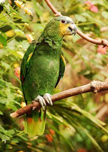 Amazzone Aliarancio - Amazon Amazonica