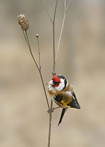 Cardellino europeo Carduelis carduelis