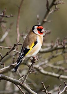 Cardellino europeo Carduelis carduelis