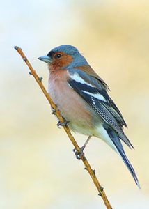 Fringuello-comune-Fringilla-coelebs