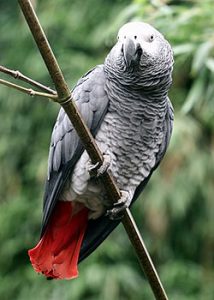 Pappagallo cenerino Ptittacus Erthacus - African grey
