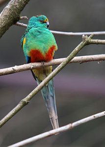 Parrocchetto dal groppone rosso Phephotus Haematonotus